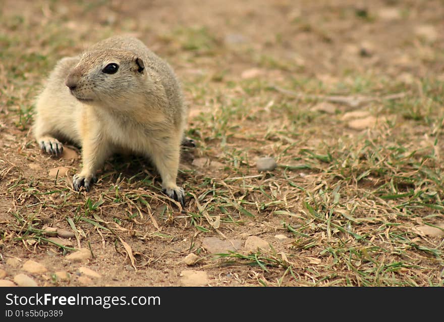 A curious Prairie Dog staring at the photographer