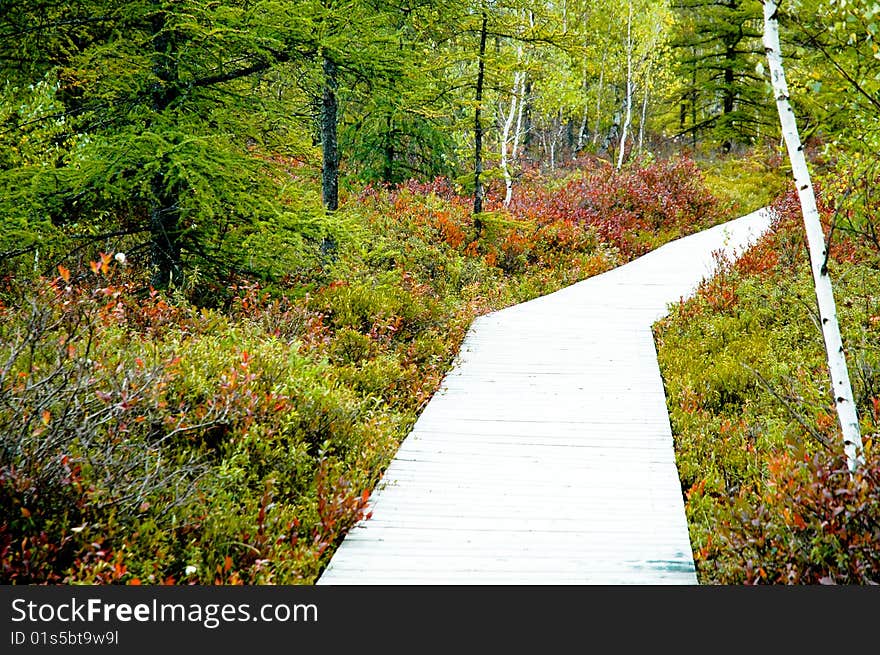 Curved path on a boardwalk with tall grass and trees on both sides