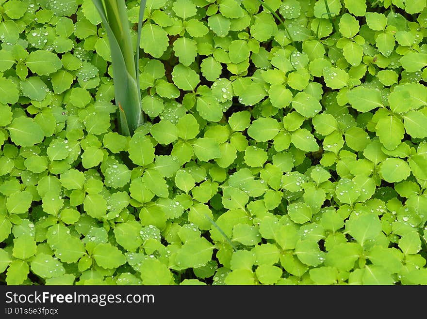 An image of green foliage with tiny water droplets after an early summer rain. An image of green foliage with tiny water droplets after an early summer rain.