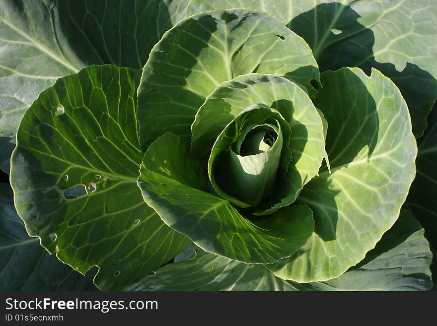 Green cabbage grows in small garden.