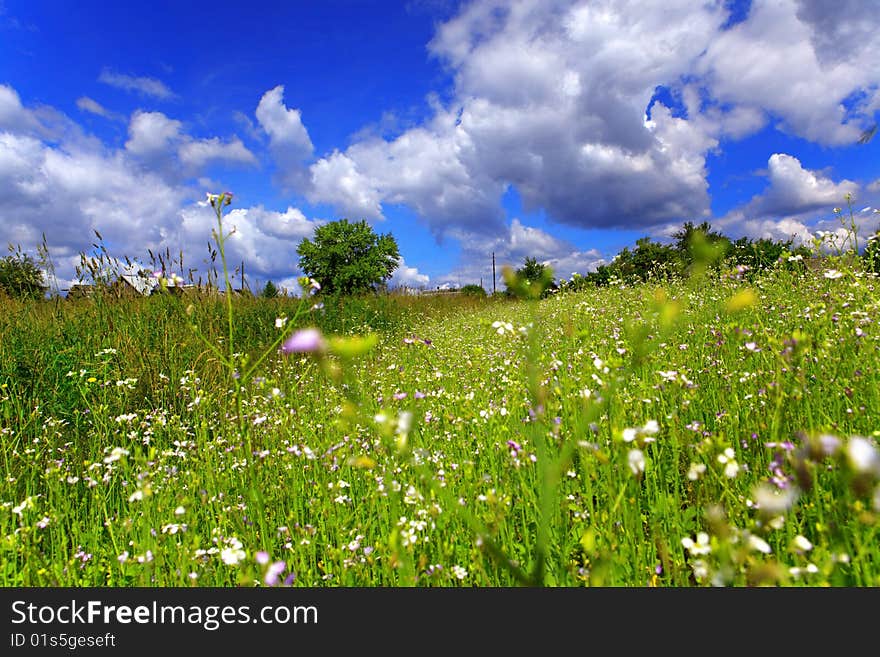 Summer rural solar landscape in Berezinsky reserve in Belarus. Summer rural solar landscape in Berezinsky reserve in Belarus