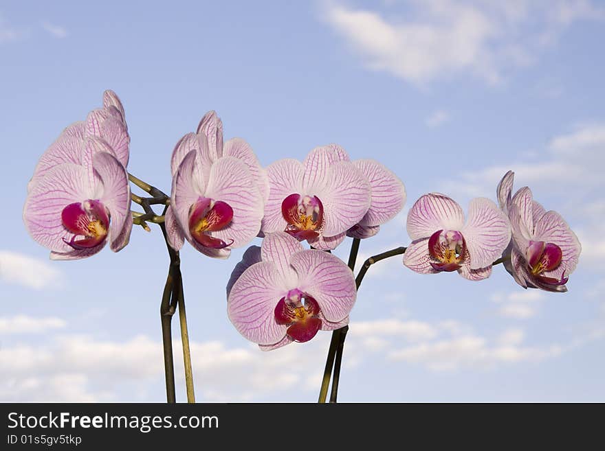 Orchid Before Blue Sky