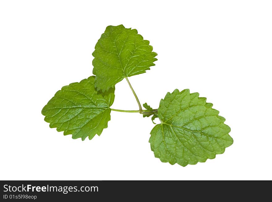 Mint isolated on white