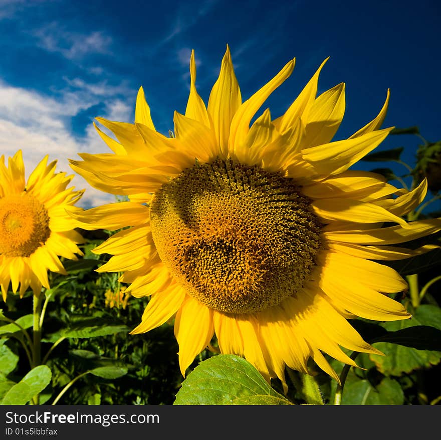 Gold sunflowers