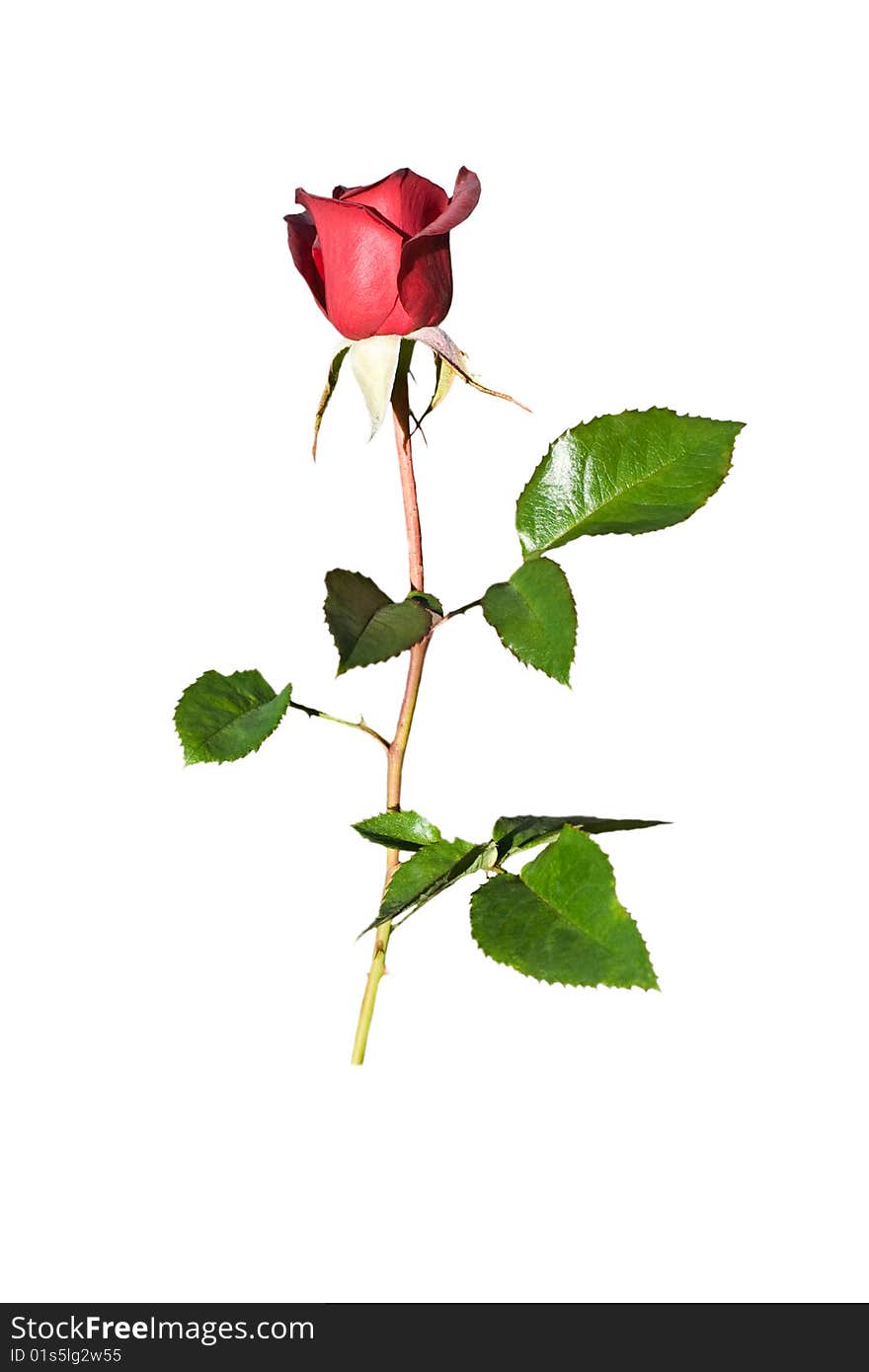 Red rose isolated