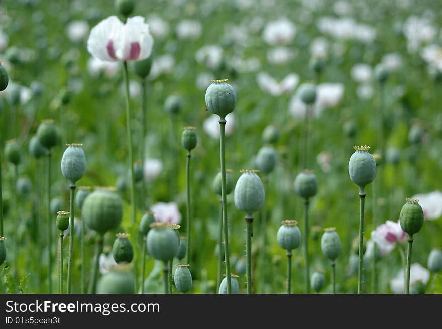 Poppy in the field