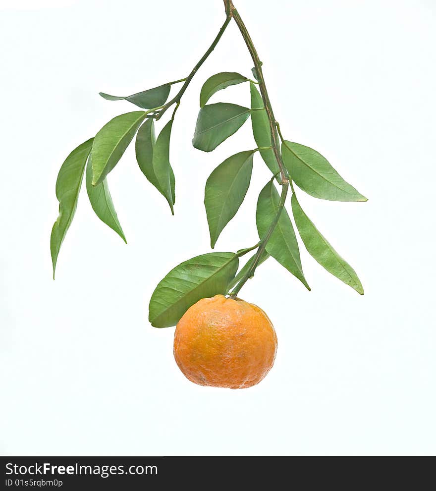 Tangerine on branch isolated on white background