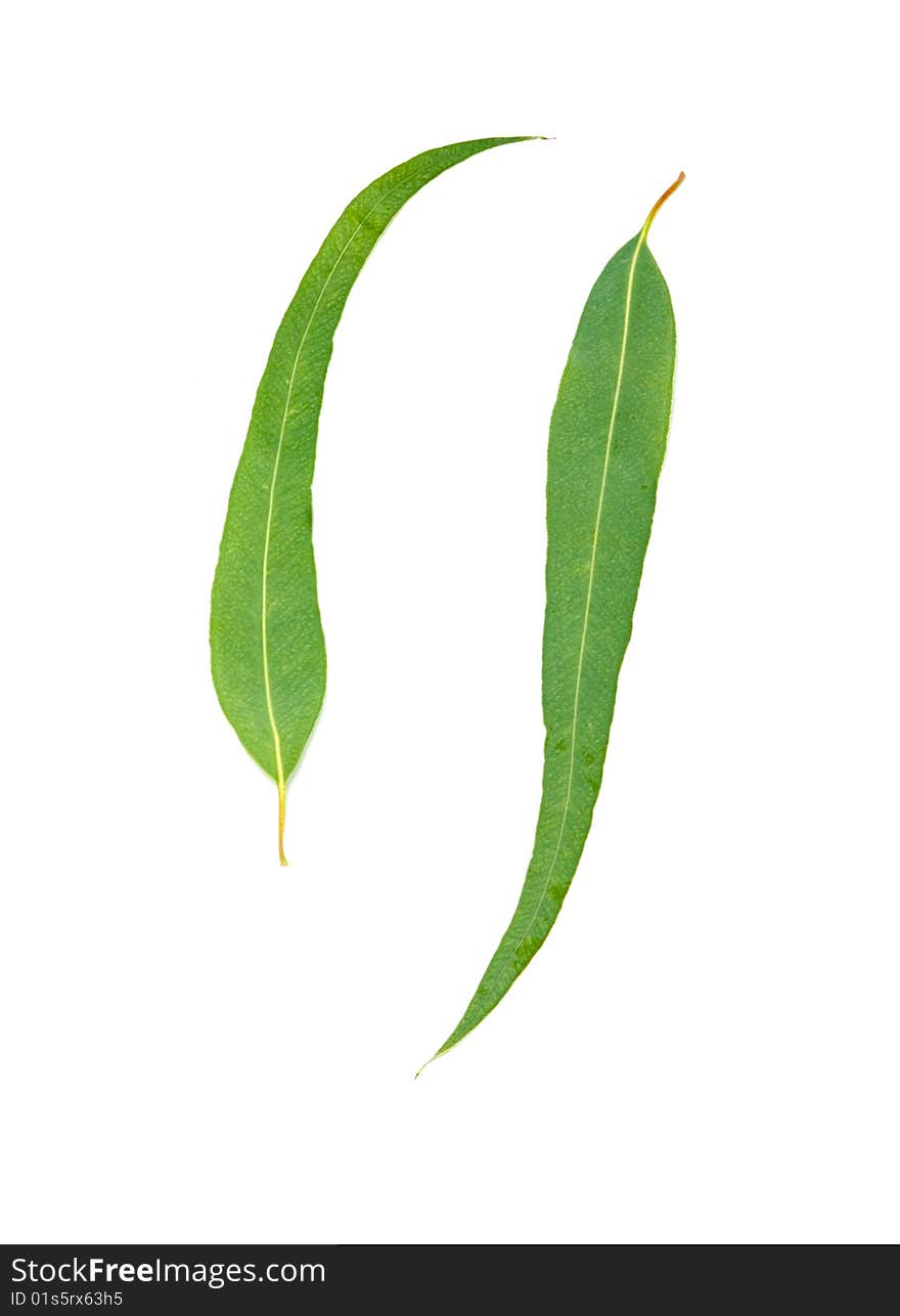 Eucalypt leaves