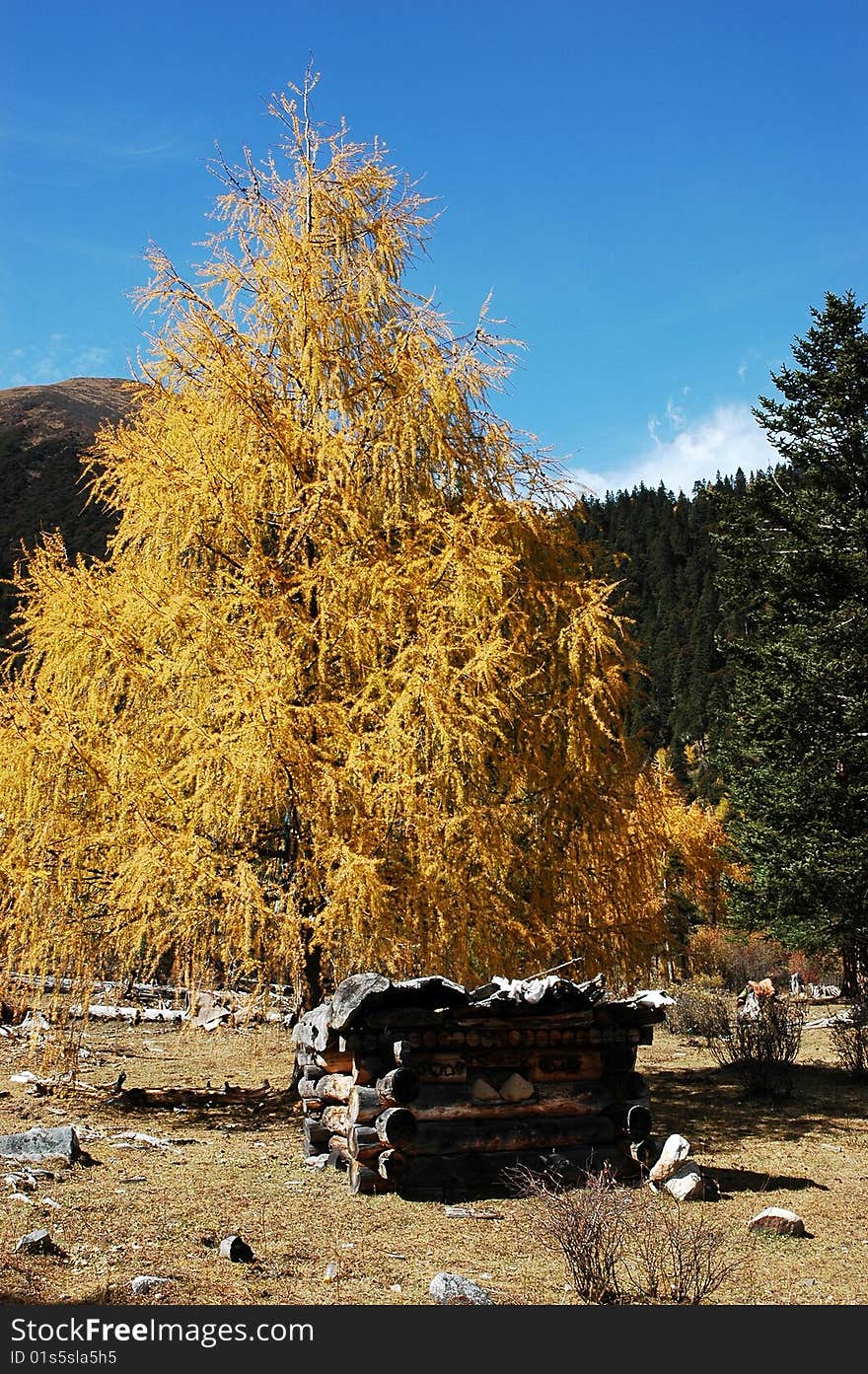 Beautiful golden trees in China