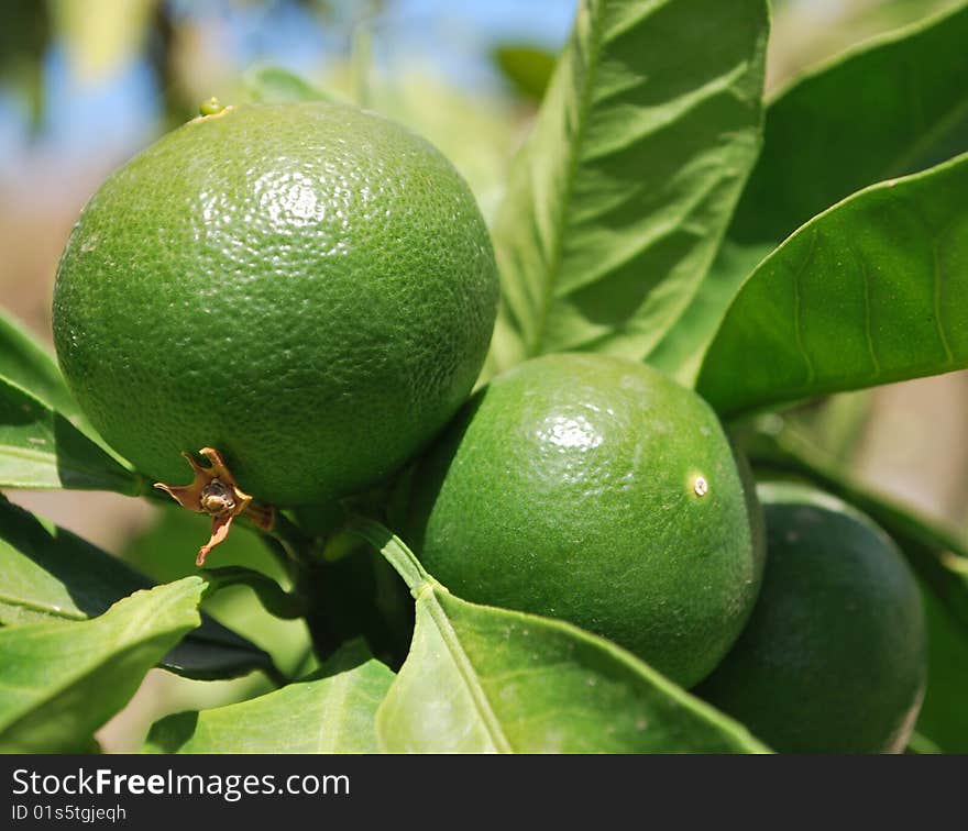 Fresh limes growing in the sun