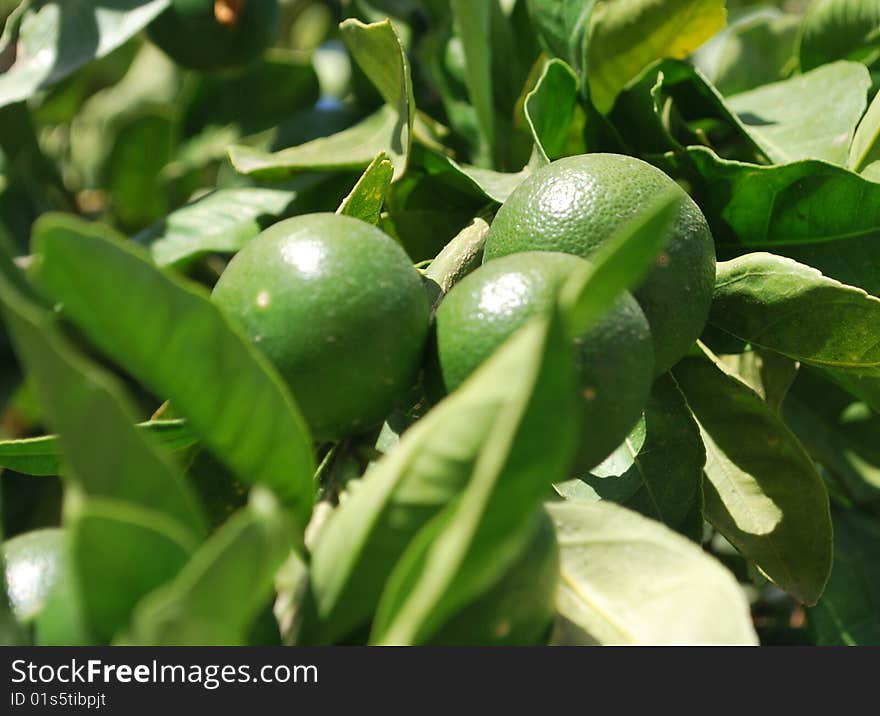 Fresh limes growing in the sun