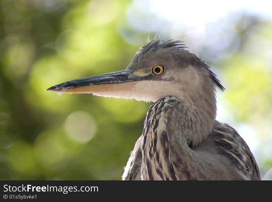 Great blue heron head shot