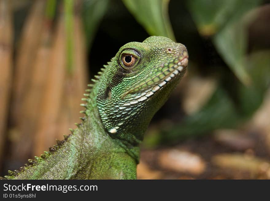 Colorful Portrait Of An Iguana