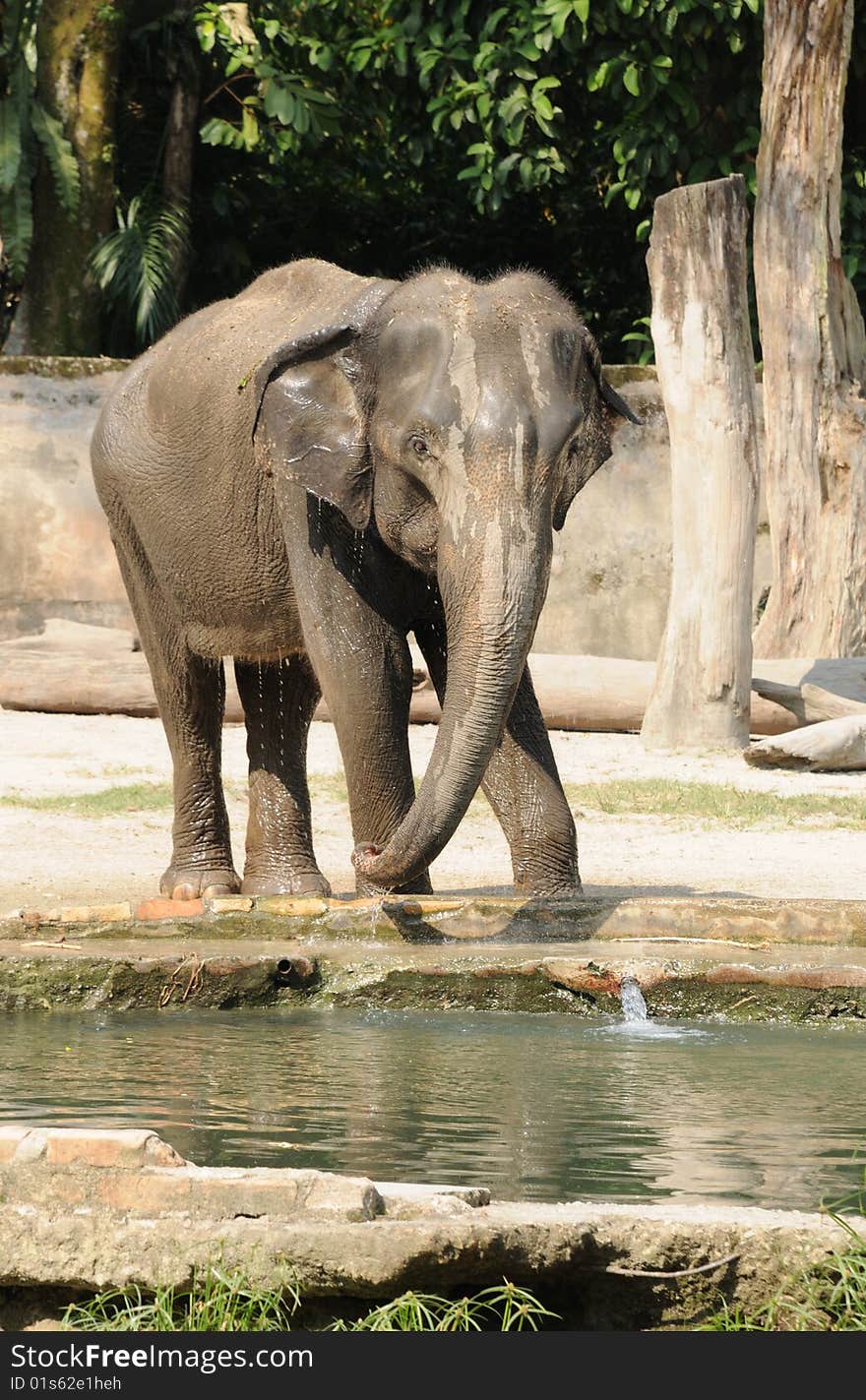 The young elephant shower in the zoo