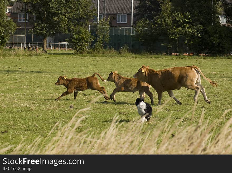 Running cow and calfs organized by a dog in a fresh meadow