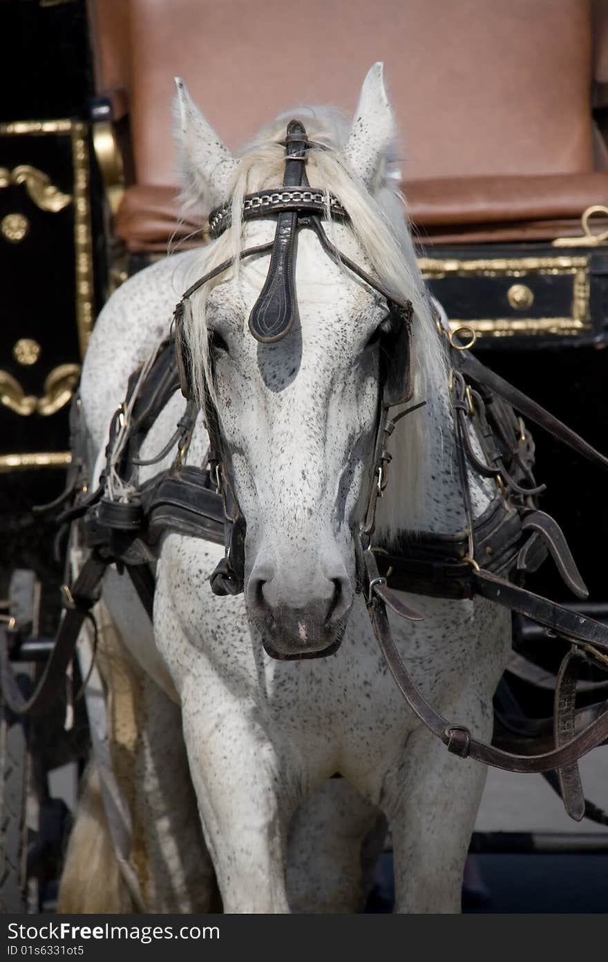 Photo of Single Harness Grey Horse. Photo of Single Harness Grey Horse