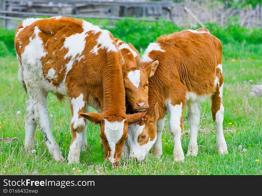 Three calf feeding on a lawn