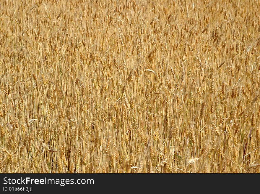 Golden Wheat background