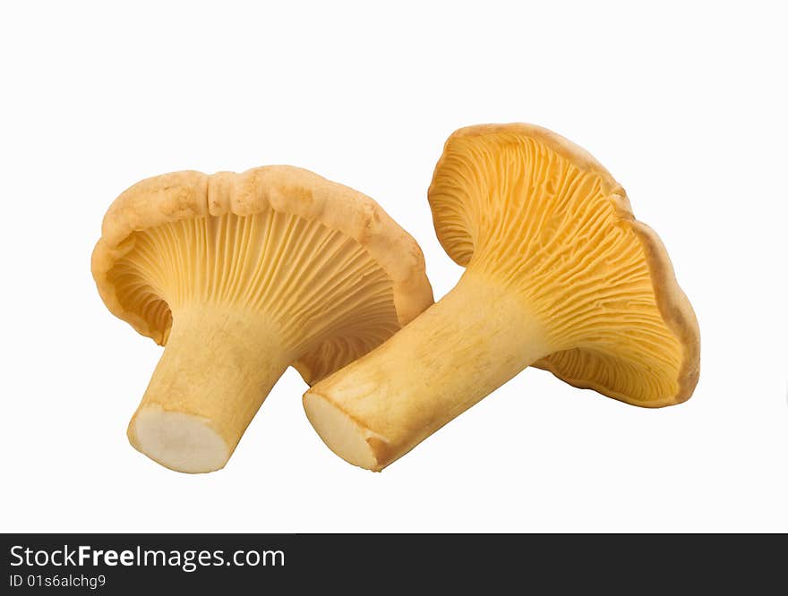 Chanterelle mushrooms