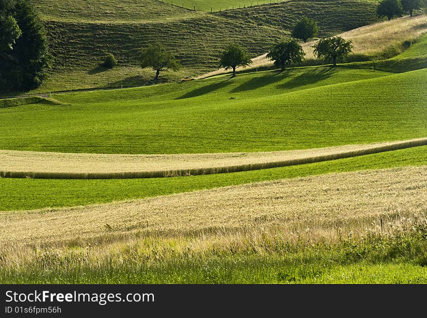 Summer Landscape