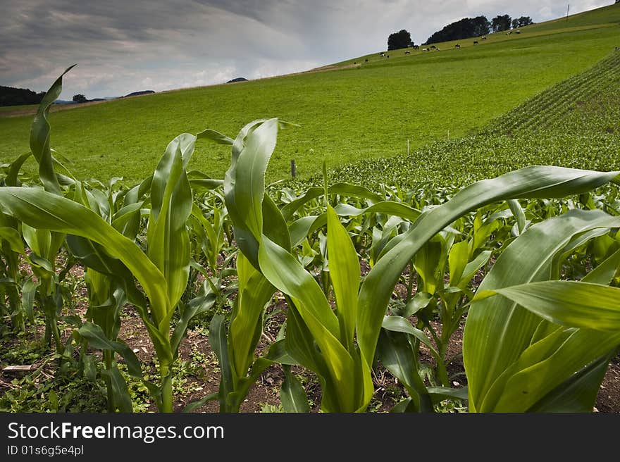 Agricultural Landscape