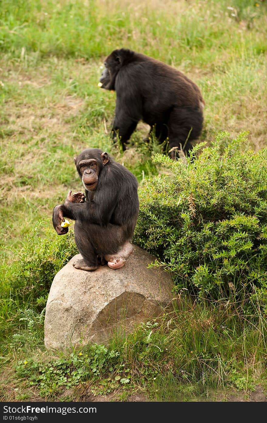 A chimp and a gorilla in a safari park. A chimp and a gorilla in a safari park