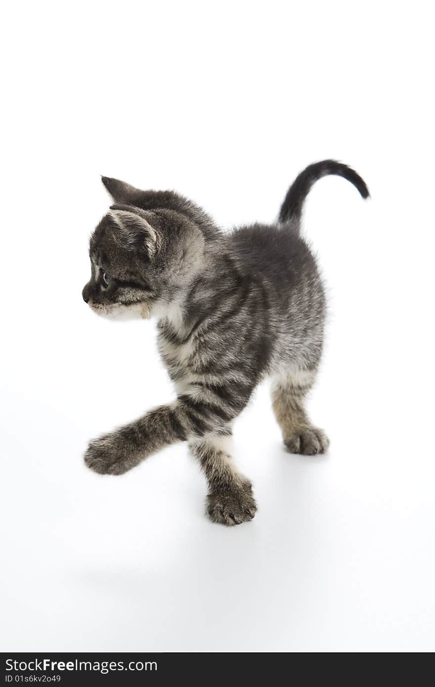 Gray Tabby kitten on a white background lifts his paw to swat the air. Gray Tabby kitten on a white background lifts his paw to swat the air.