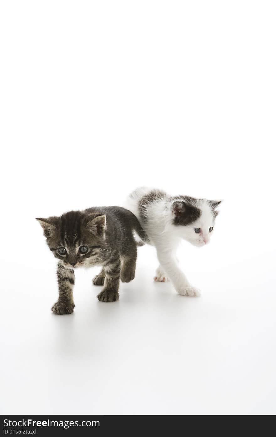 Two kittens walking