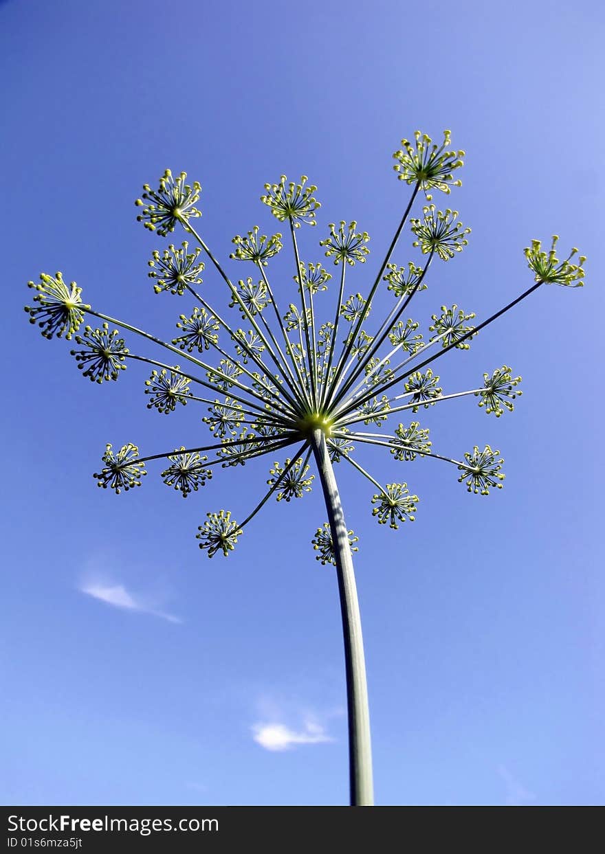 A blooming dill on a blue sky background