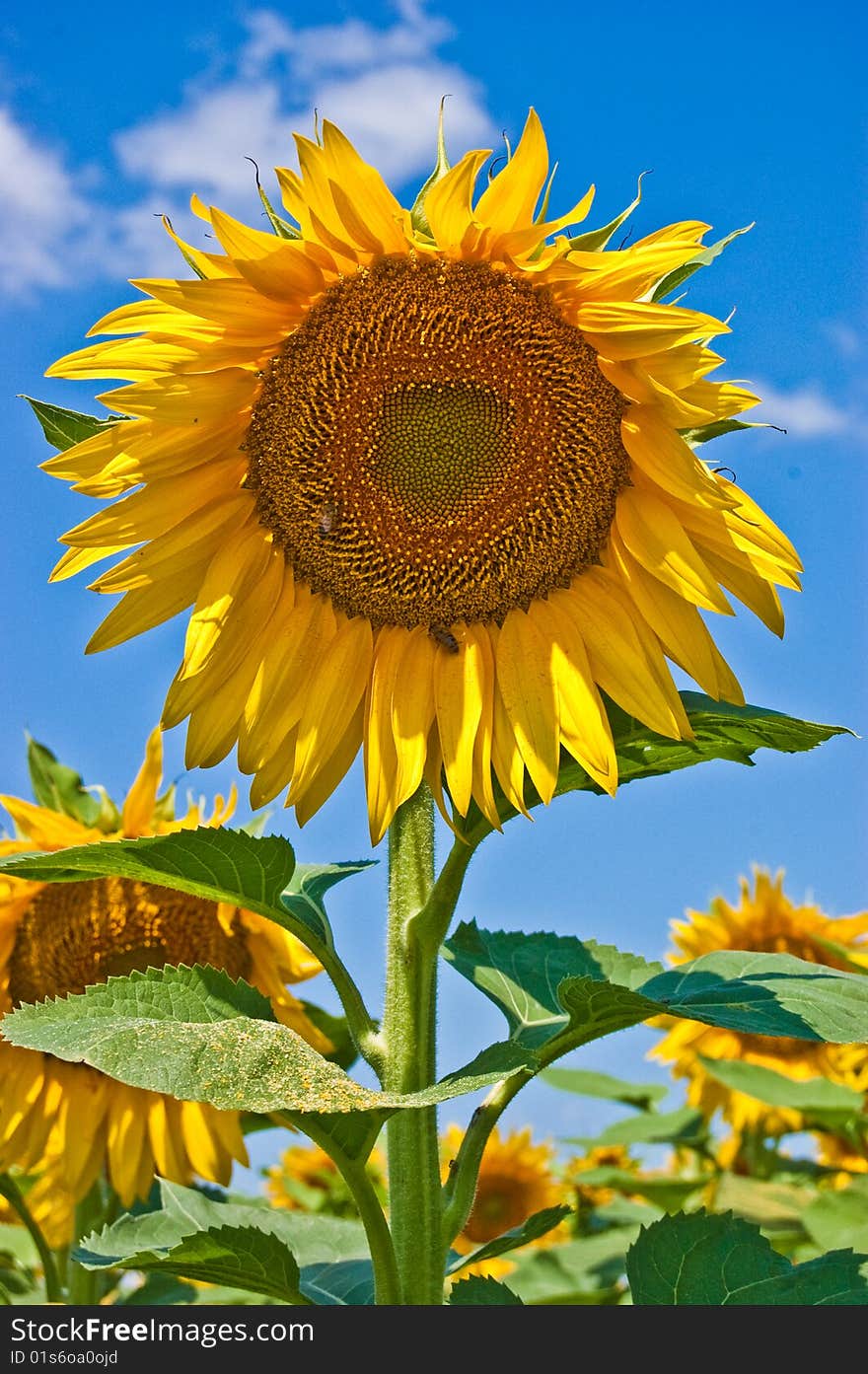 Sunflower