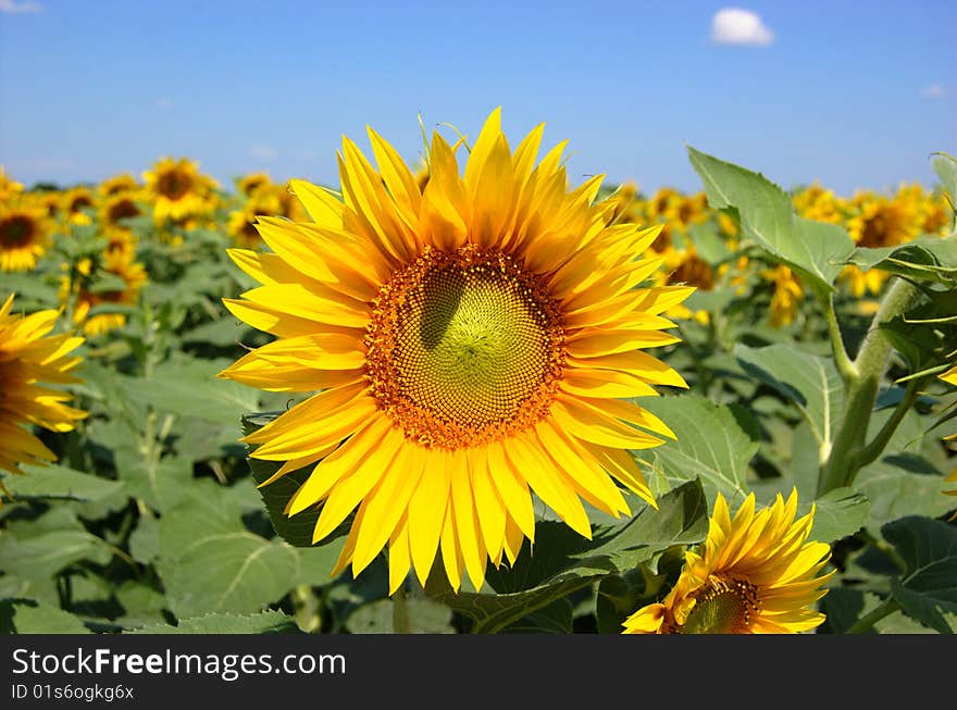 A sunflower field in the sunny day. A sunflower field in the sunny day