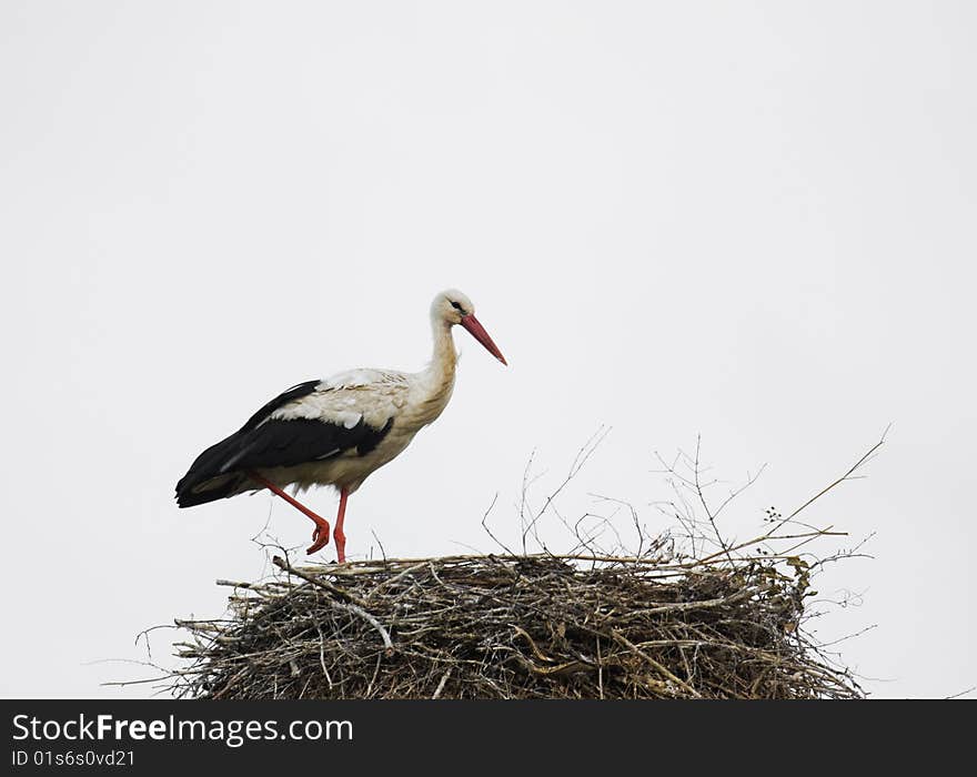 Stork in the nest