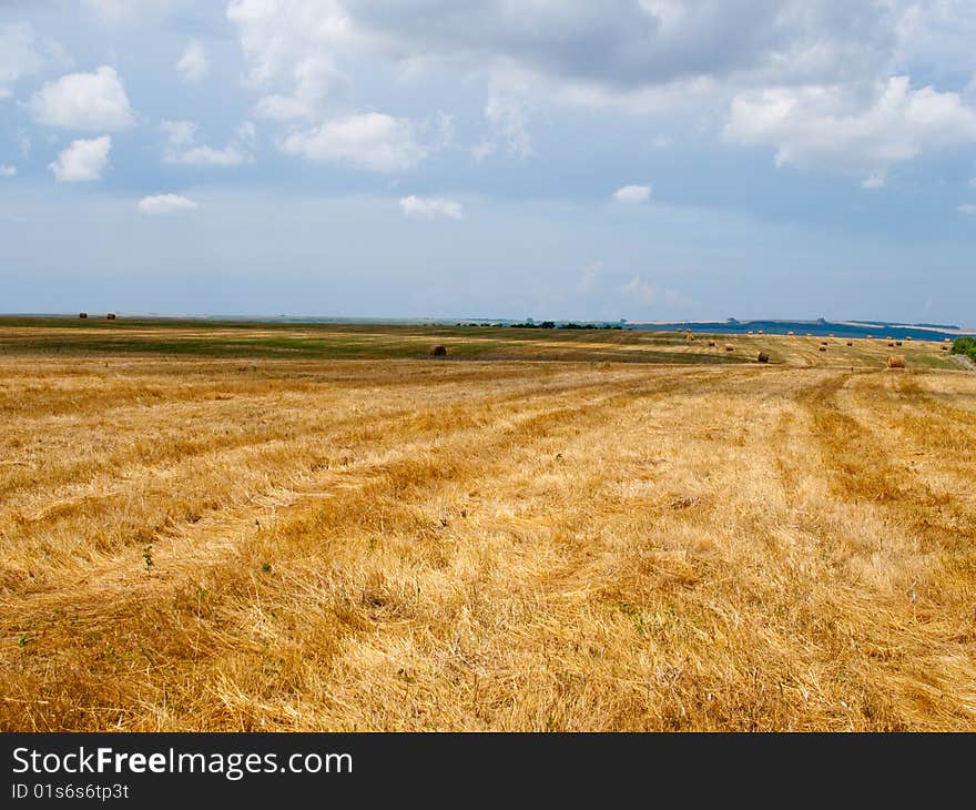 Haycocks On The Field