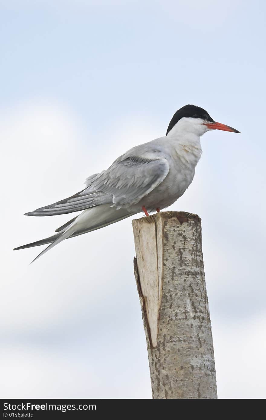 River Tern On A Column