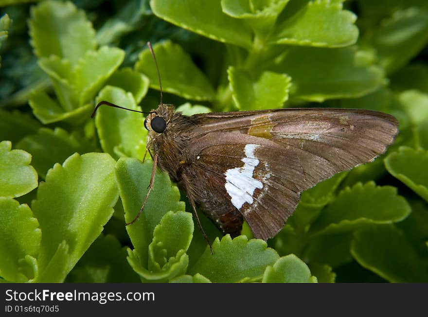 Silver Spotted Skipper