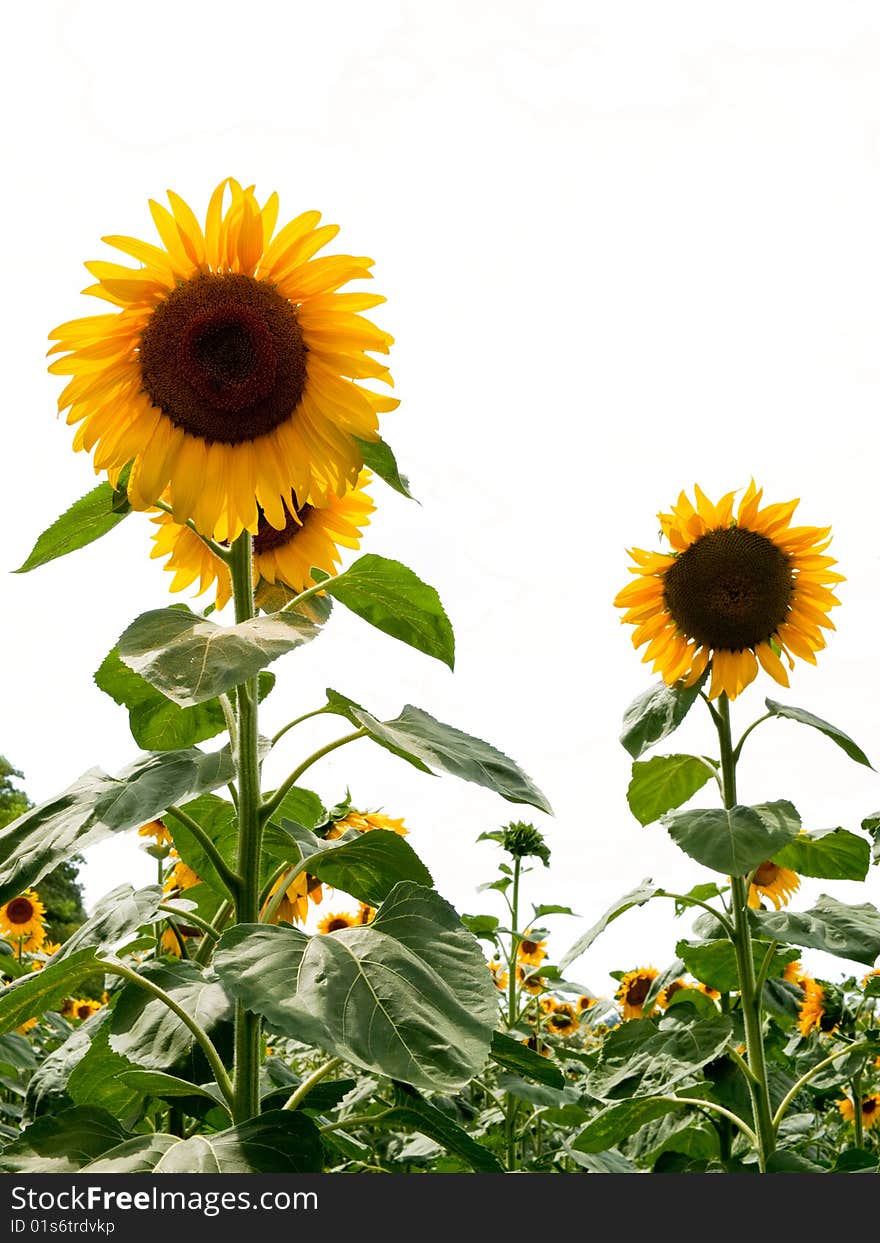 Field of sunflowers.