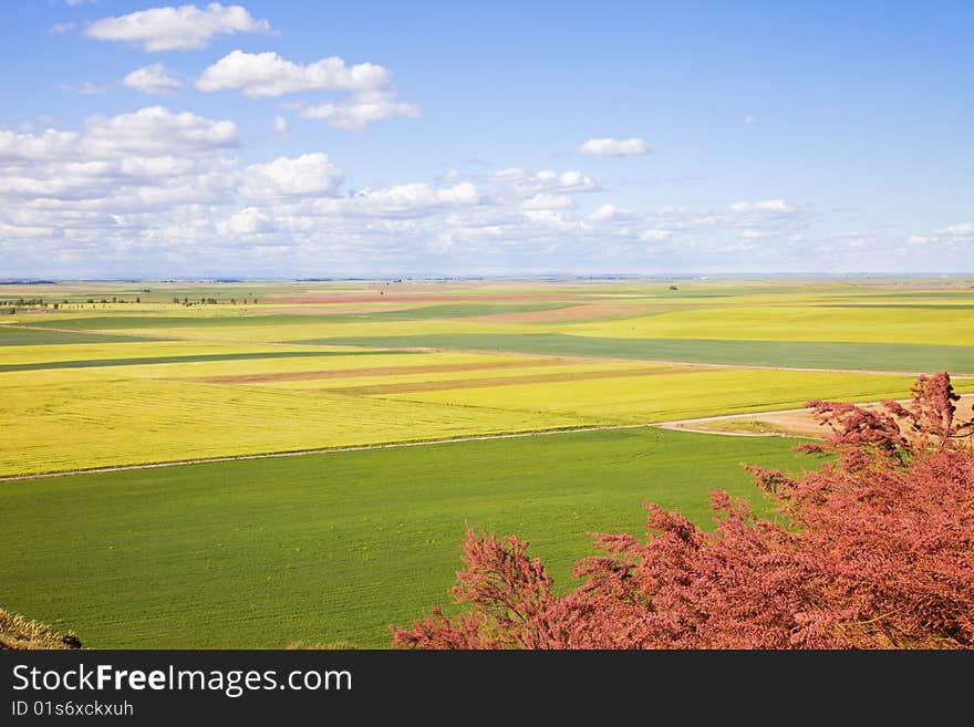 Castilla Fields At Spring