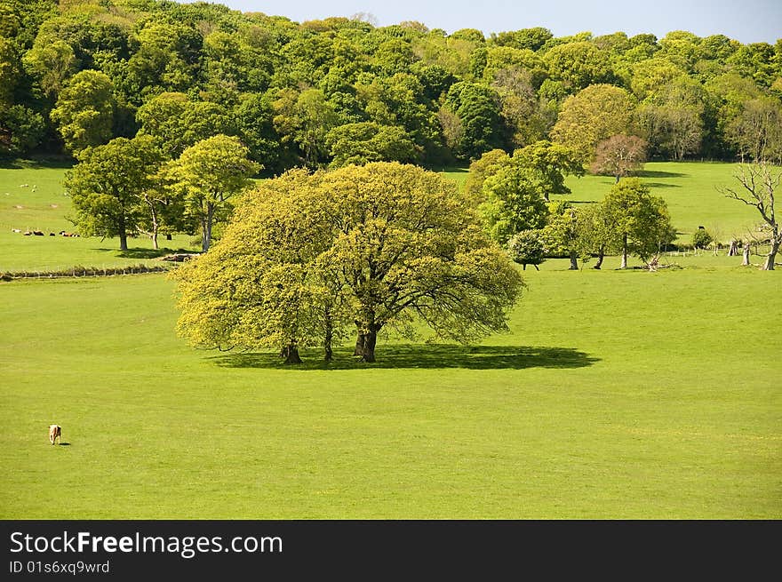 Large old Oak tree in the middle of a field with aforest in the background. Large old Oak tree in the middle of a field with aforest in the background