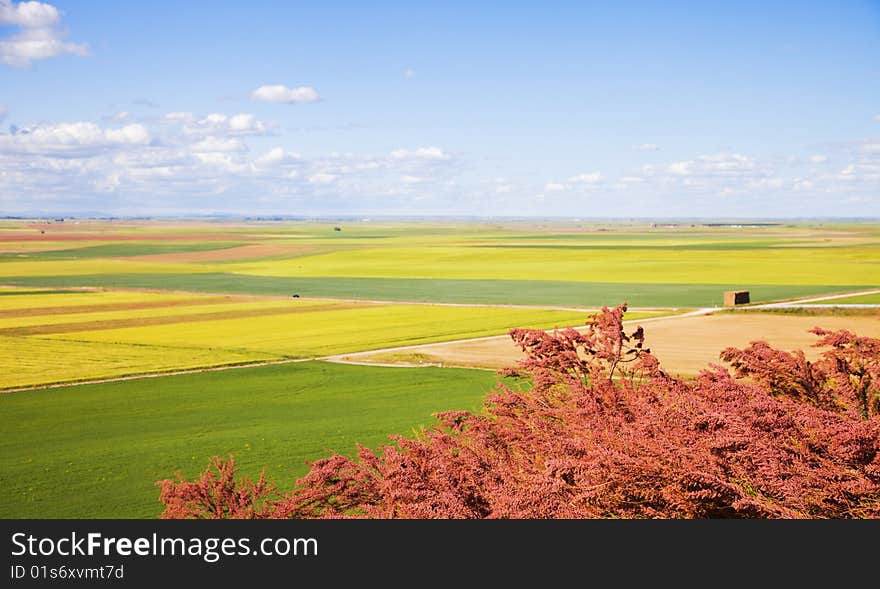 Castilla fields at spring