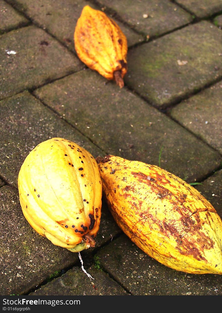 Fresh cocoa fruit unopened on top of bricks. Fresh cocoa fruit unopened on top of bricks