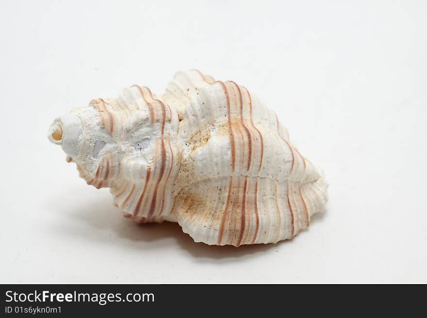 Shell isolated on white background