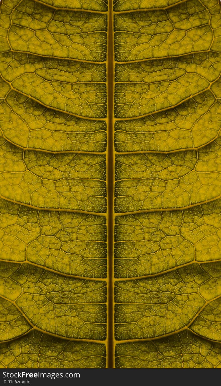 Images of background texture and pattern. Leaf.