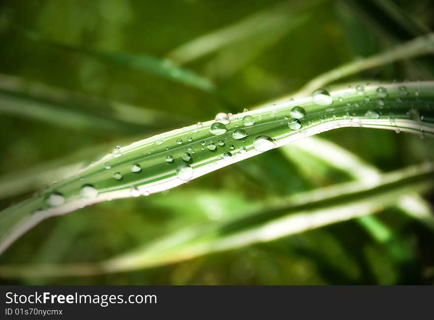 Rain drops on leaf of green grass. Rain drops on leaf of green grass