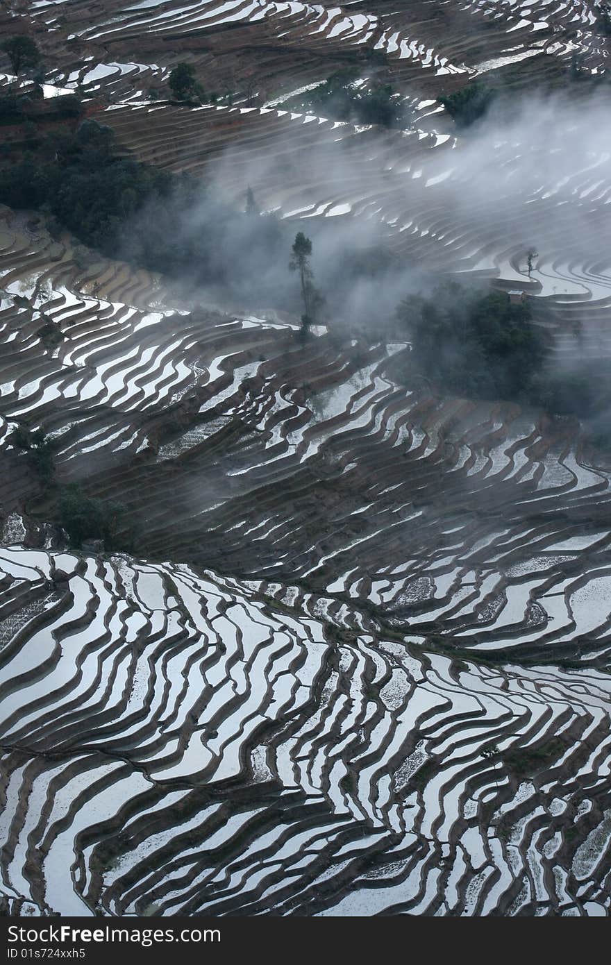 Rice Terraces