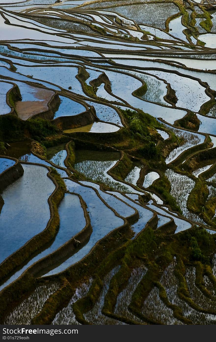 Sky reflected on rice terraces' water, Yuanyang, China