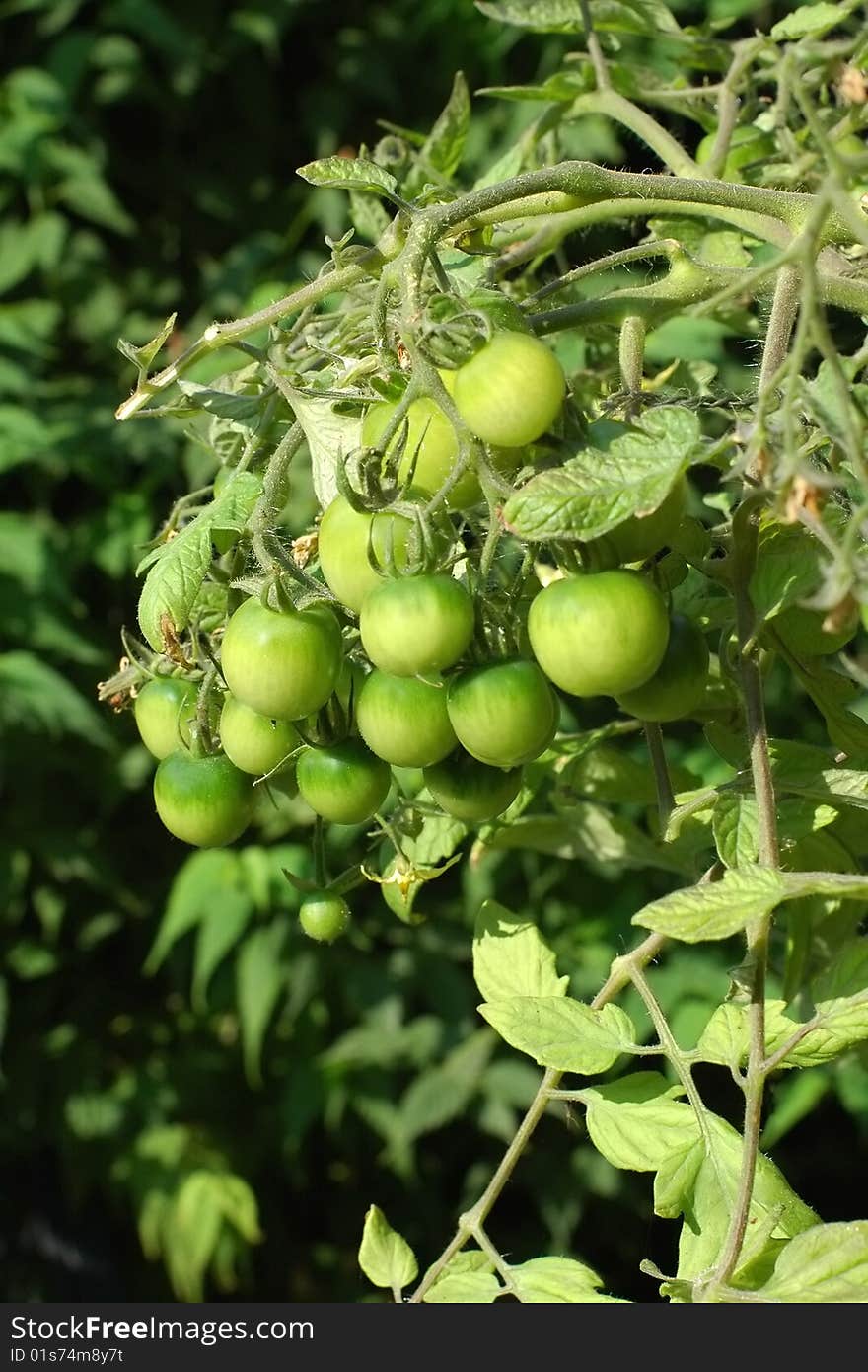 Close-up of organic green tomatoes growing on the vine. Close-up of organic green tomatoes growing on the vine