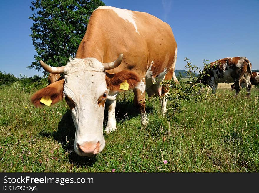 Grazing cow.