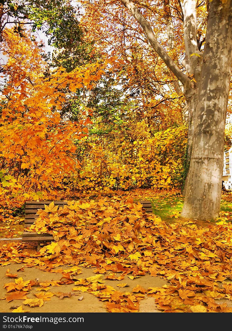 Typical autumn scene with fall leaves and vivid colors. Typical autumn scene with fall leaves and vivid colors