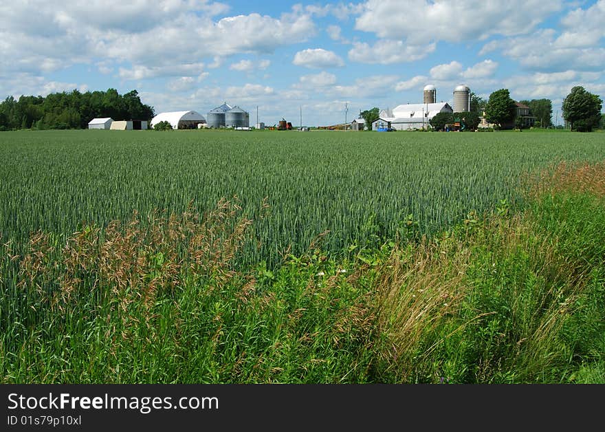 Farm with field of corn in the foreground. Farm with field of corn in the foreground