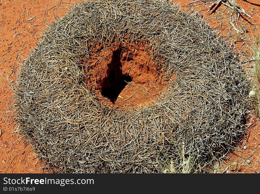 Ant hill in Australian desert